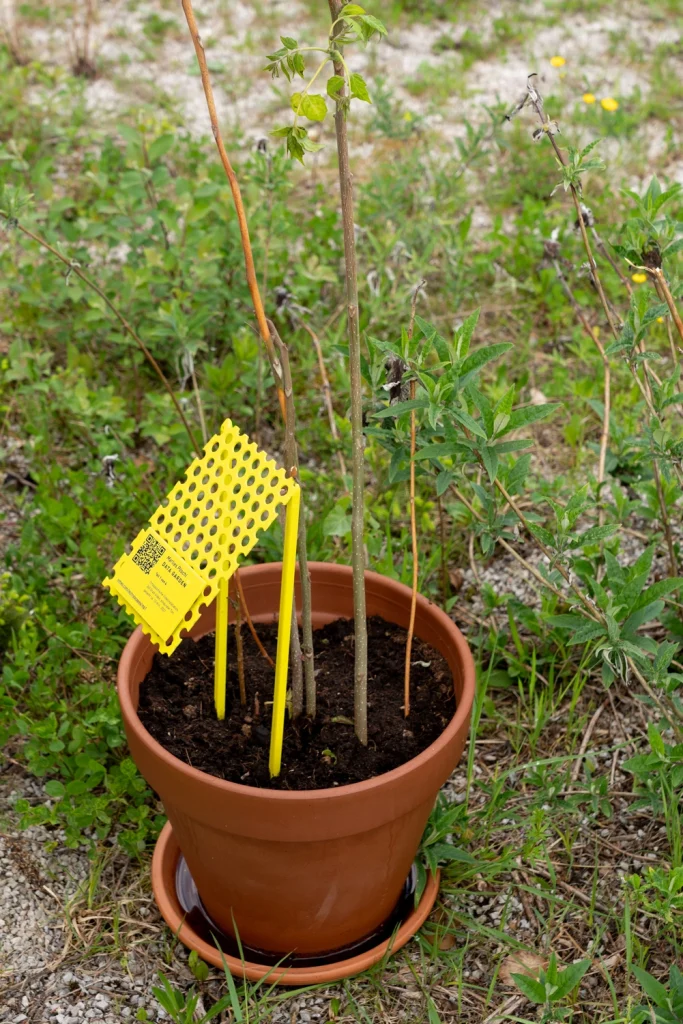 The Golden Pixel Cooperative, Installationsansichten „Techno Scapes”, Mobile Kino-Installation, St. Gilgen, 2021, Fotos: Lisa Truttmann