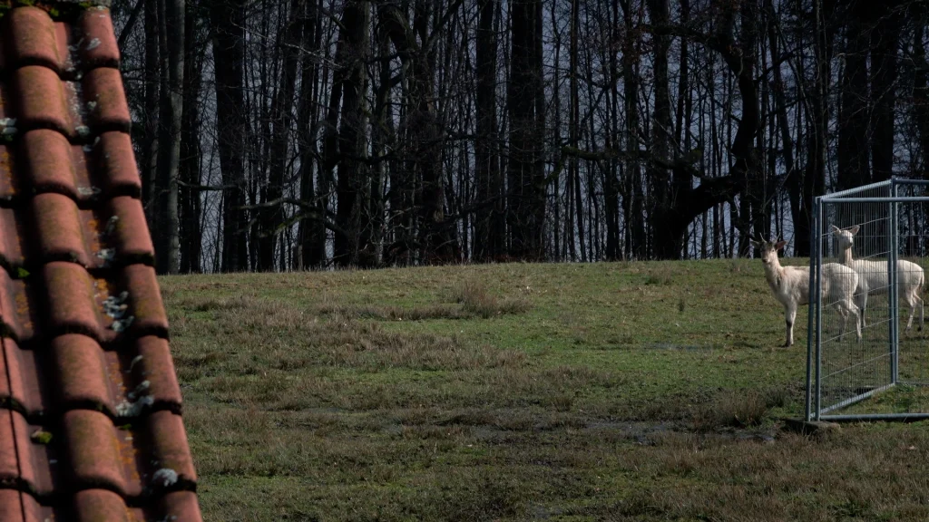 Nathalie Koger, Filmstill aus „Die Konferenz der Tiere, revisited. Eröffnung 1 + 2”, 2021