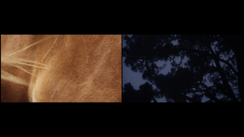 Lisa Truttmann, Filmstill aus “Critters Chorus, Cycle 1”, 2022. ©