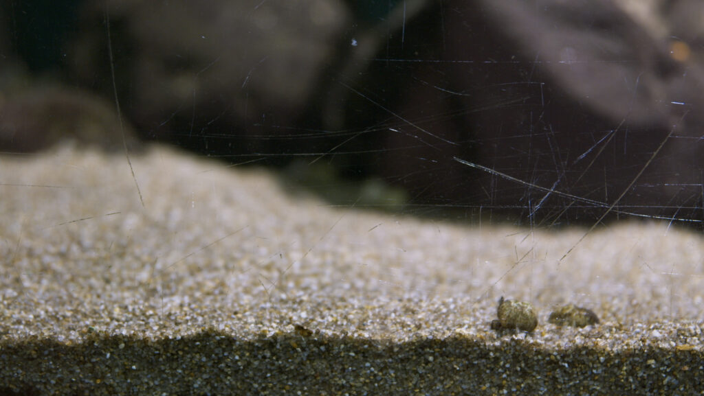 Enar de Dios Rodríguez, Filmstill aus „Liquid Ground”, 2021