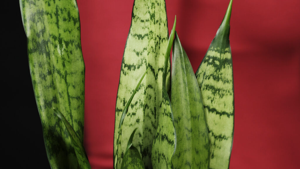 Katharina Swoboda / The Golden Pixel Cooperative, Filmstill aus „Indizien. Festival Trailer Diagonale ’22”, 2022