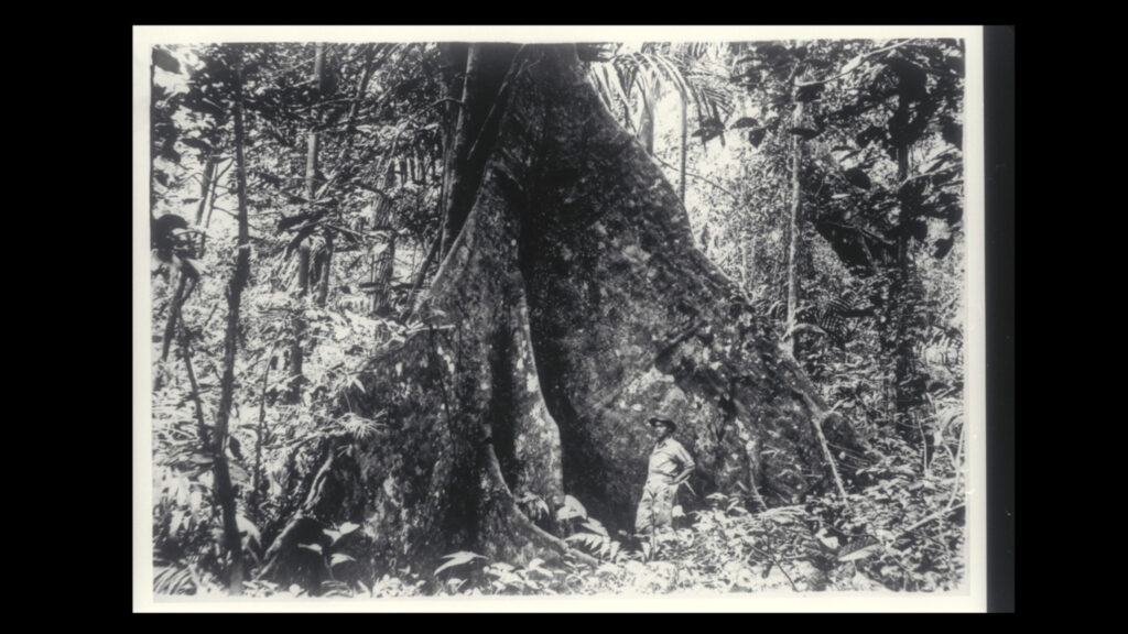 Shireen Seno, Filmstill aus „To Pick a Flower”, 2021