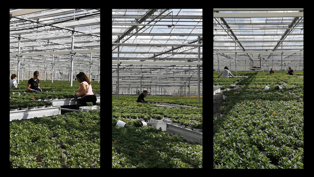 Tin Wilke & Miguel Goya, Filmstill aus „Las Flores”, 2022