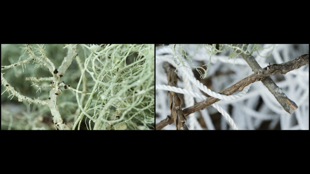 Lisa Truttmann, Filmstill aus „Critters Chorus, Cycle 1”, 2022