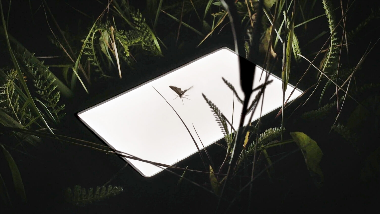 Lisa Truttmann, Filmstill aus „Critters Chorus, Cycle 1“, 2022