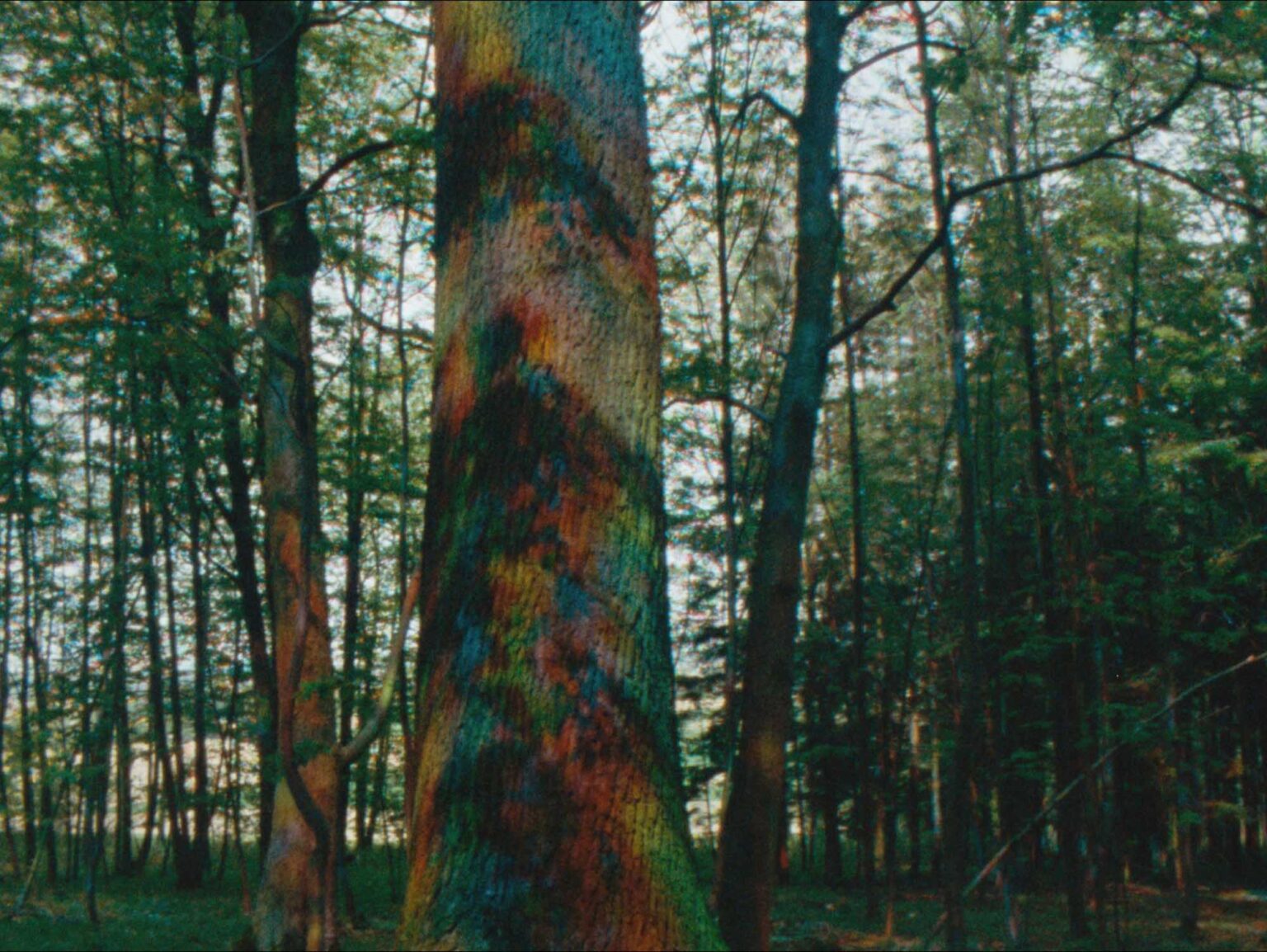 Viktoria Schmid, Filmstill aus „Rojo Žalia Blau“, 2025