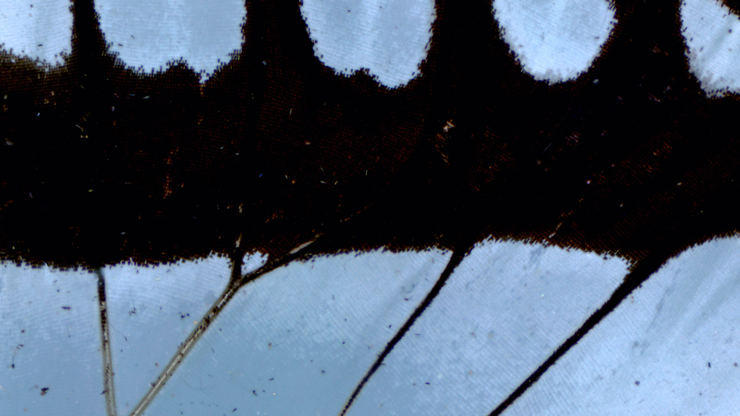 Enar de Dios Rodríguez, Filmstill aus „Above all“, 2025