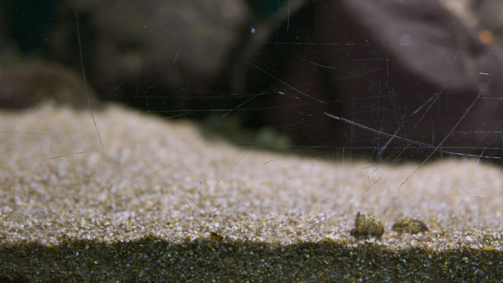 Enar de Dios Rodríguez, Filmstill aus „Liquid ground“, 2021