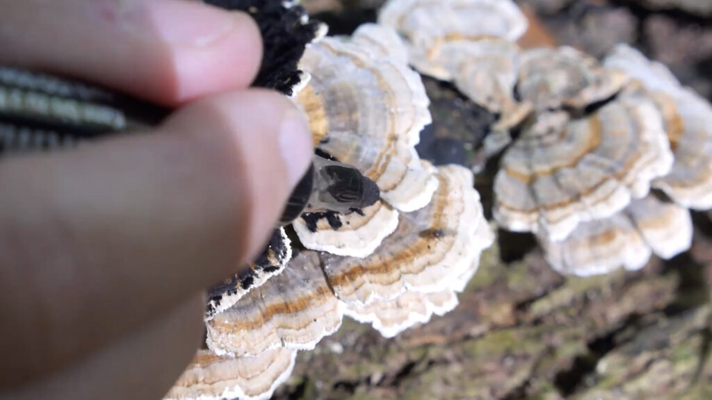 Katrin Hornek, Filmstill aus „Studies after Nature“, 2015